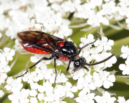 Image of Poison Ivy Sawfly