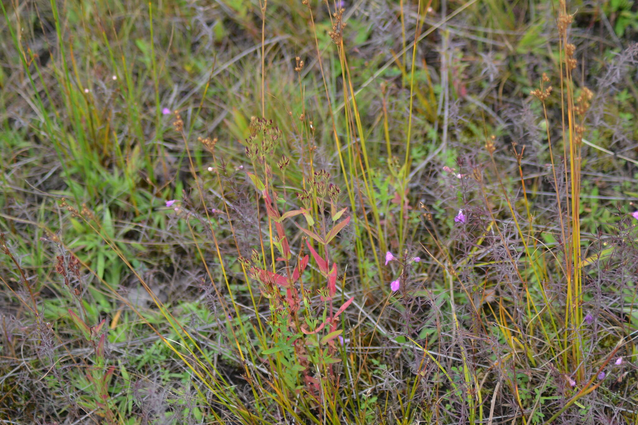 Image de Hypericum majus (A. Gray) Britton