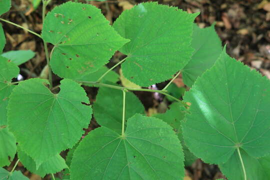 Image of Tilia croizatii Chun & H. D. Wong