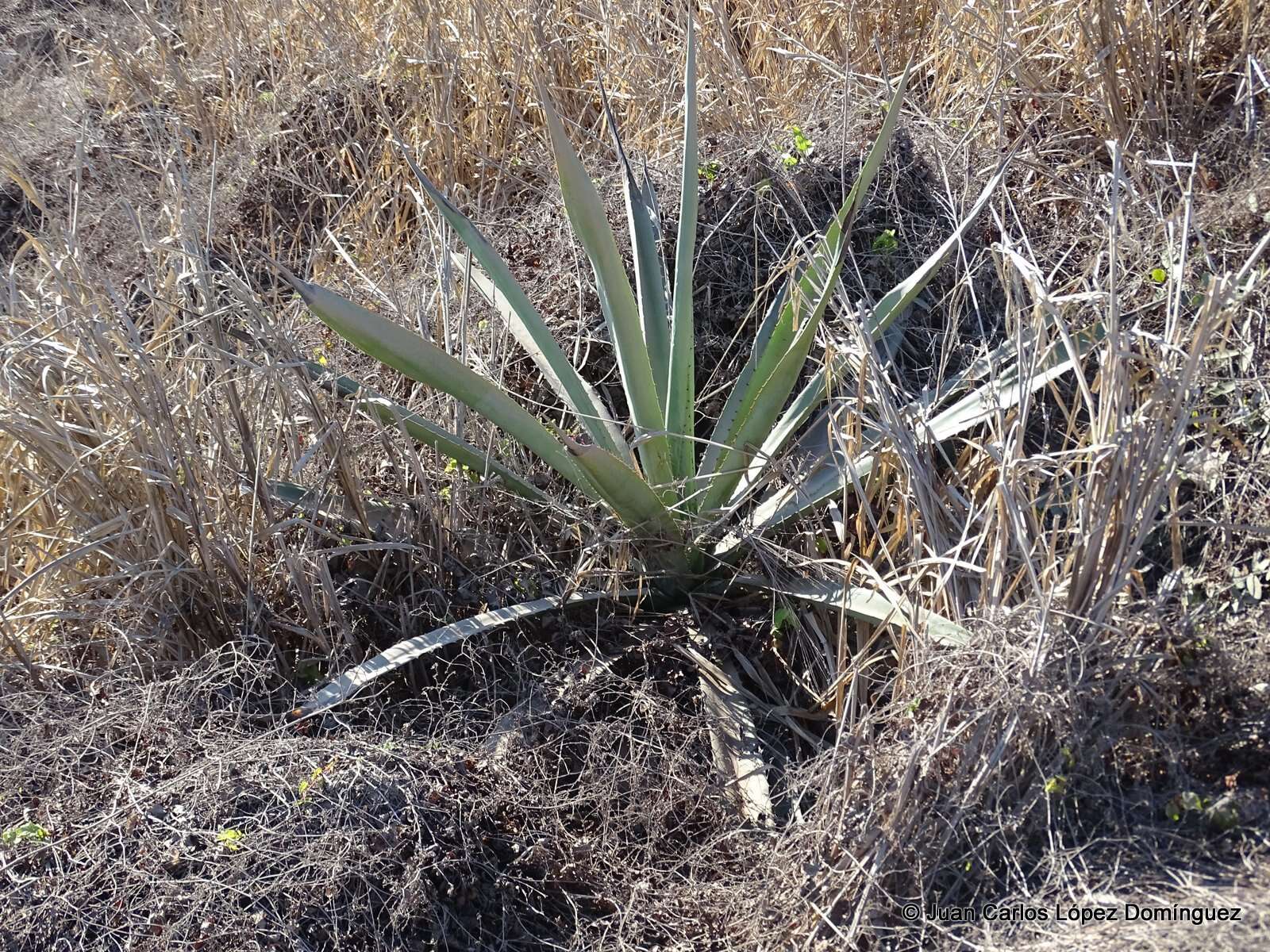 Agave rhodacantha Trel. resmi