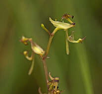 Plancia ëd Arthrochilus irritabilis F. Muell.