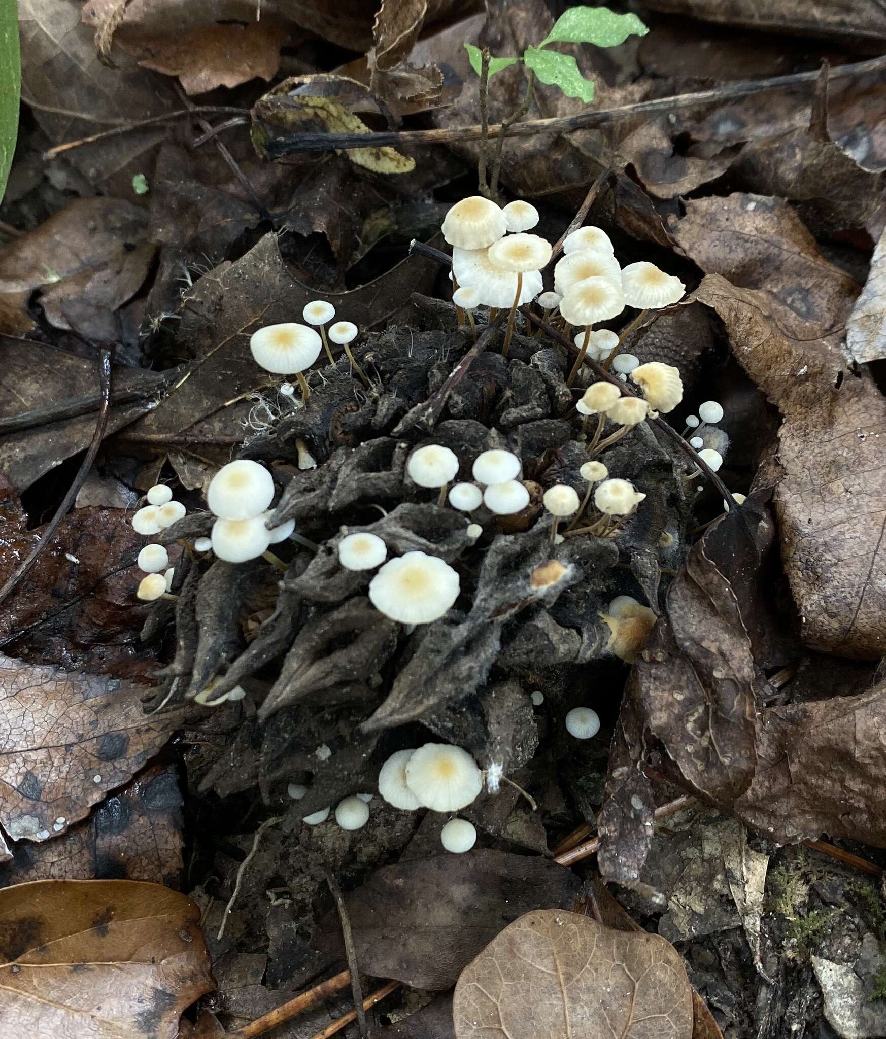 Plancia ëd Strobilurus conigenoides (Ellis) Singer 1962