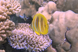 Image of Rainford's Butterflyfish