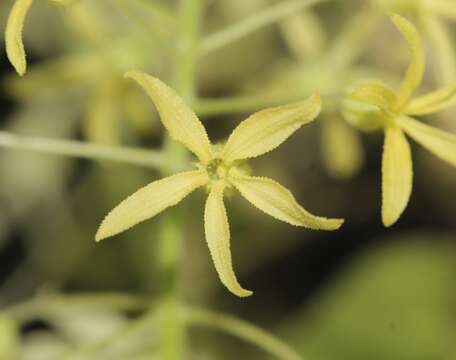 Image of Echinopepon pubescens (Benth.) Rose