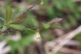 Image de Lonicera caerulea subsp. pallasii (Ledeb.) Browicz