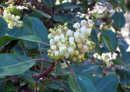 Arbutus xalapensis Kunth resmi