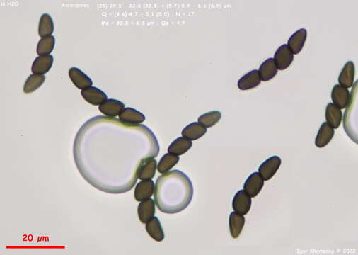 Image of Sporormiella muskokensis (Cain) S. I. Ahmed & Cain 1972