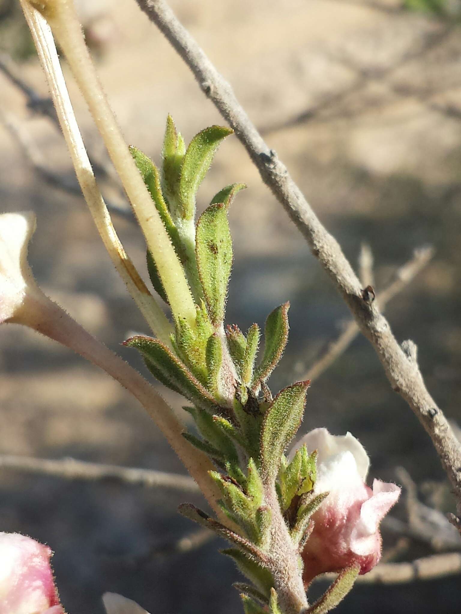 Radamaea perrieri (Bonati) Humbert resmi