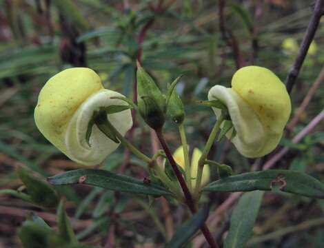 Image of Calceolaria hyssopifolia Kunth