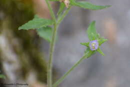 Imagem de Campanula pallida Wall.