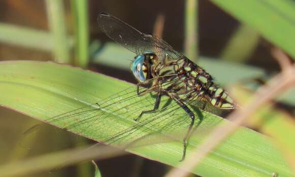 Слика од Orthetrum stemmale (Burmeister 1839)