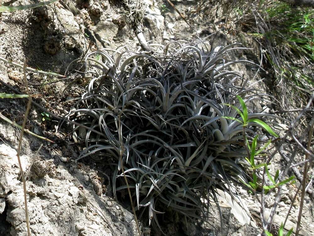 Imagem de Tillandsia albida Mez & Purpus