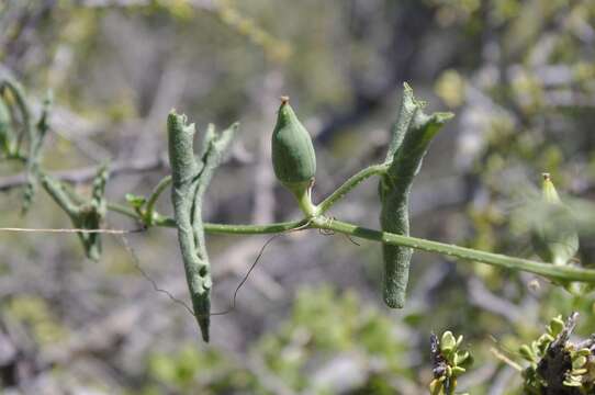 Plancia ëd Corallocarpus welwitschii (Naud.) Hook. fil.