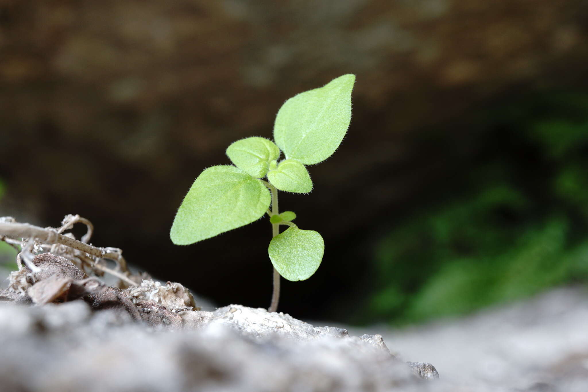 Image of Parietaria lusitanica subsp. chersonensis (Láng & Szov.) Chrtek