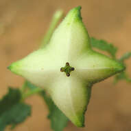 صورة Plukenetia africana Sond.