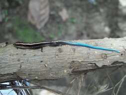 Image of Pacific Blue-Tail Skink
