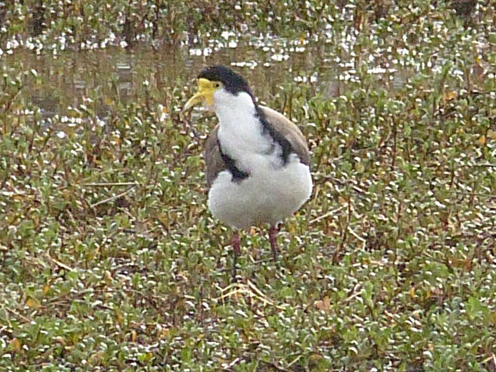 Image of Masked Lapwing