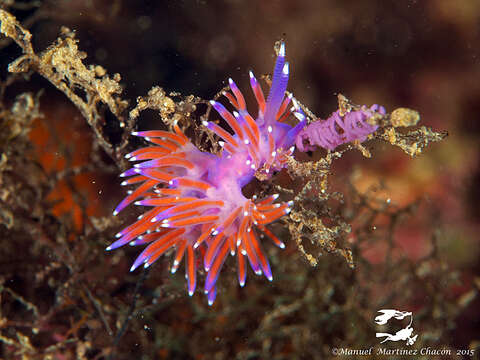 Image of Mediterranean violet aeolid