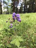 Image of Geranium platyanthum Duthie