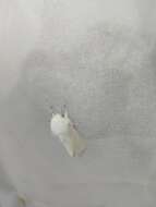 صورة Spilosoma urticae Esper 1789