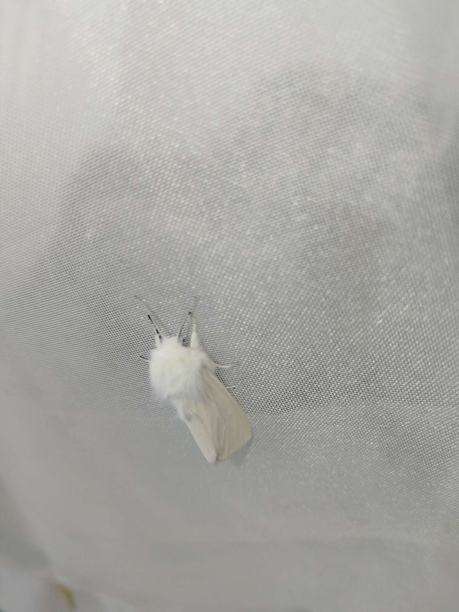 Image of water ermine