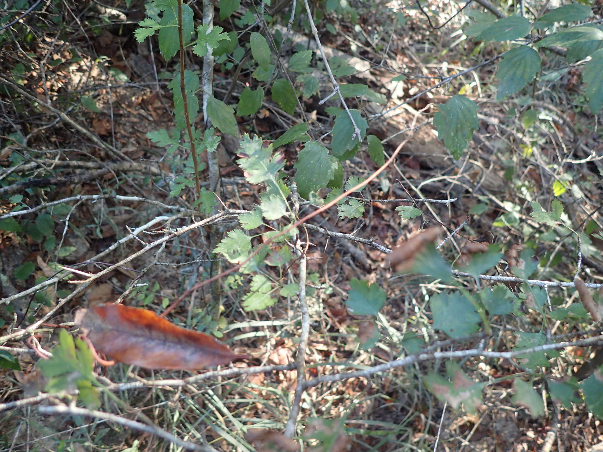 Image of parsley hawthorn