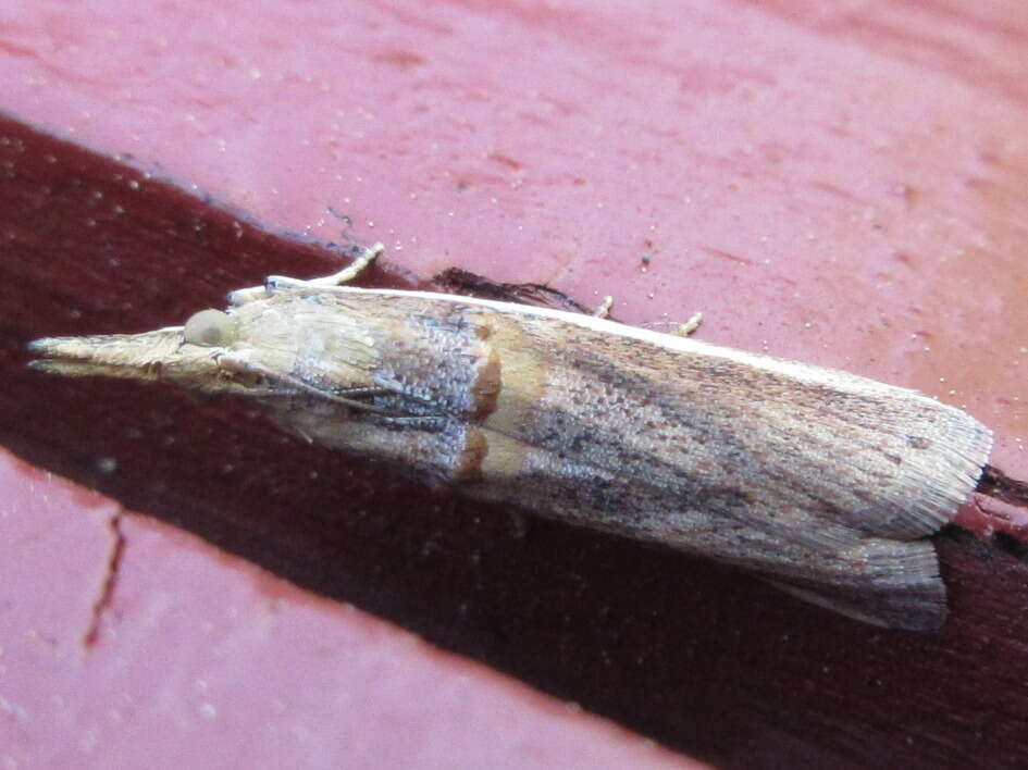 Image of Moth