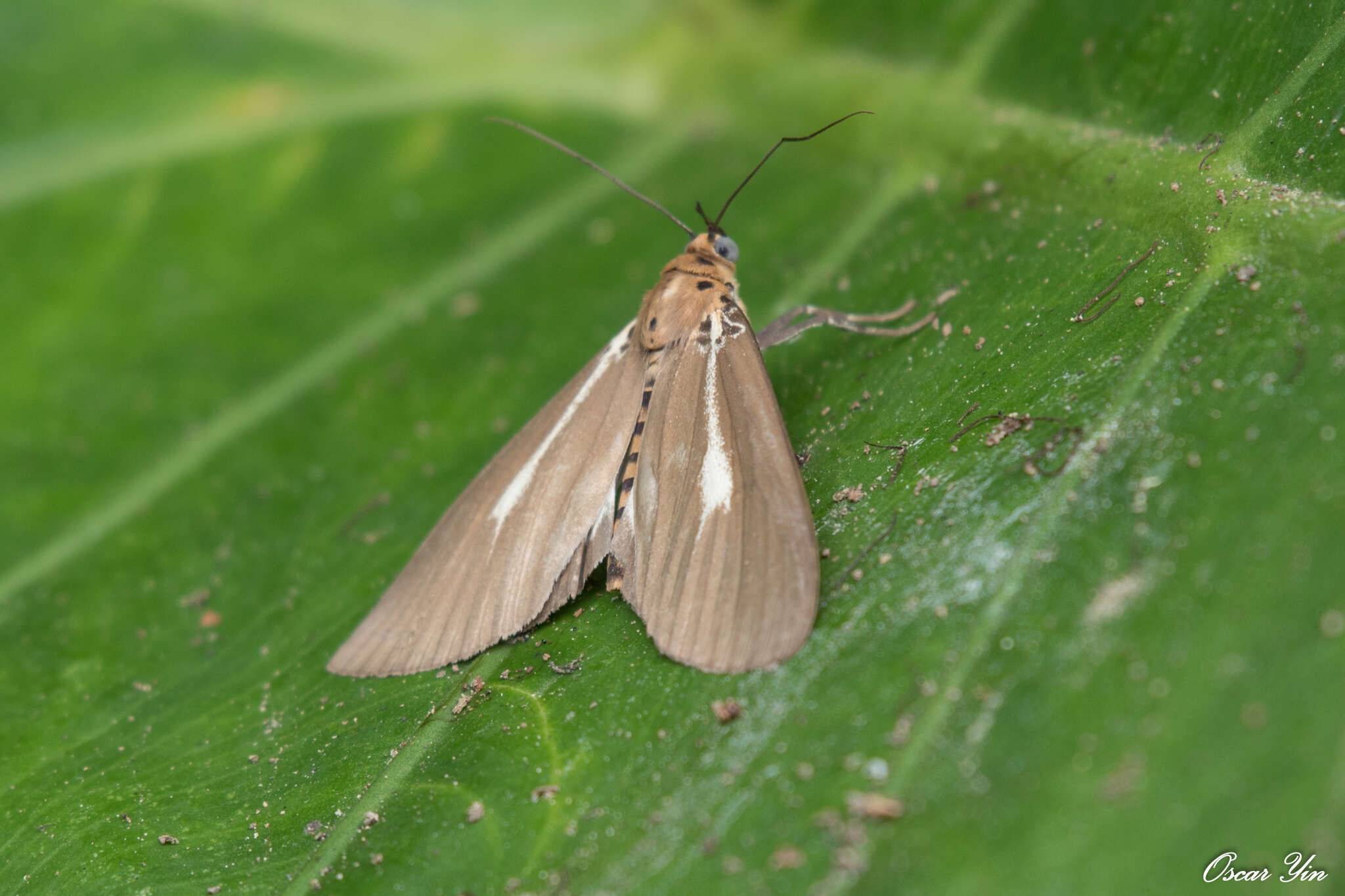 Image of Asota heliconia zebrina (Butler 1877)