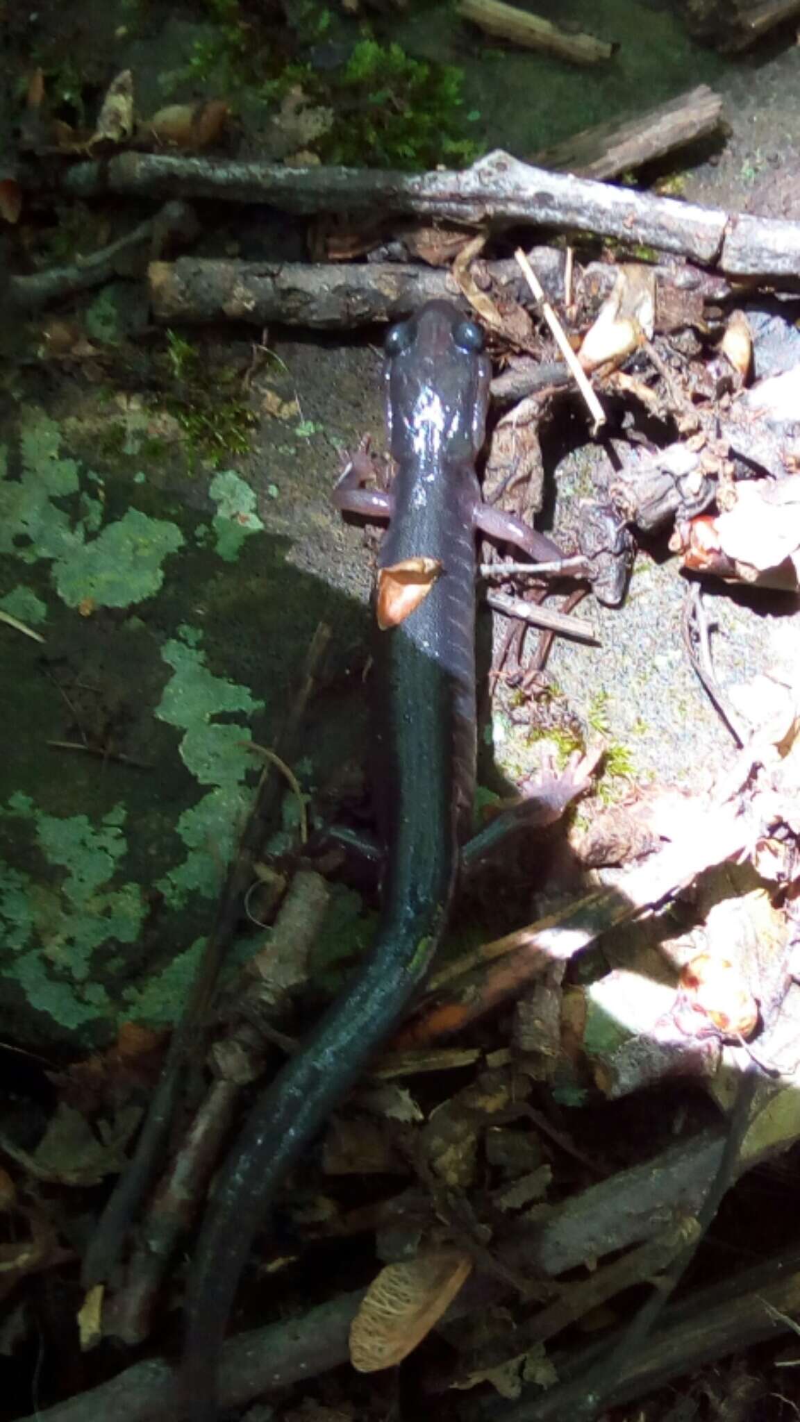 Image of Northern Gray-cheeked Salamander