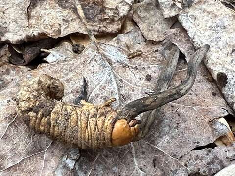 Image of Ophiocordyceps ravenelii (Berk. & M. A. Curtis) G. H. Sung, J. M. Sung, Hywel-Jones & Spatafora 2007