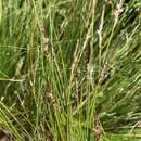 Image of Carex filifolia var. filifolia