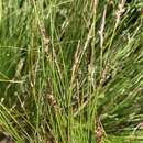 Imagem de Carex filifolia var. filifolia