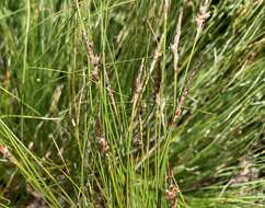 Image de Carex filifolia var. filifolia