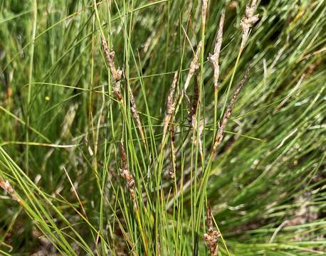 Image of Carex filifolia var. filifolia