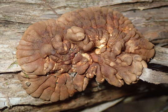 Image of Hypocreopsis amplectens T. W. May & P. R. Johnst. 2007