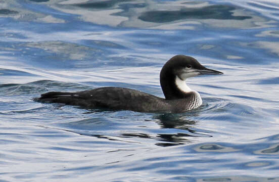 Image of Pacific Diver