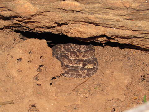 Image of Caatinga Lancehead