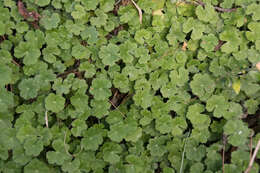 Image de Hydrocotyle nepalensis Hook.