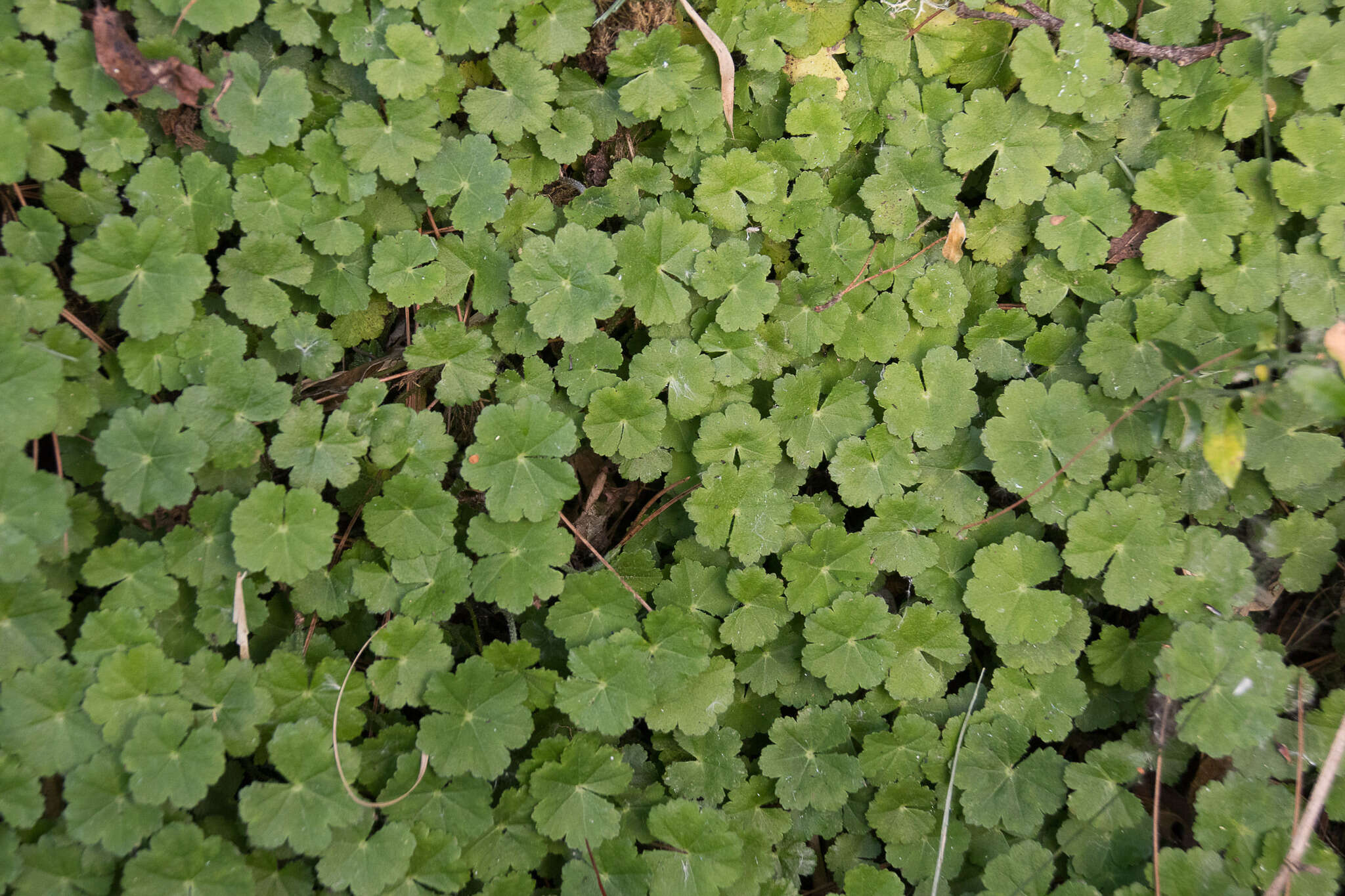 Imagem de Hydrocotyle nepalensis Hook.