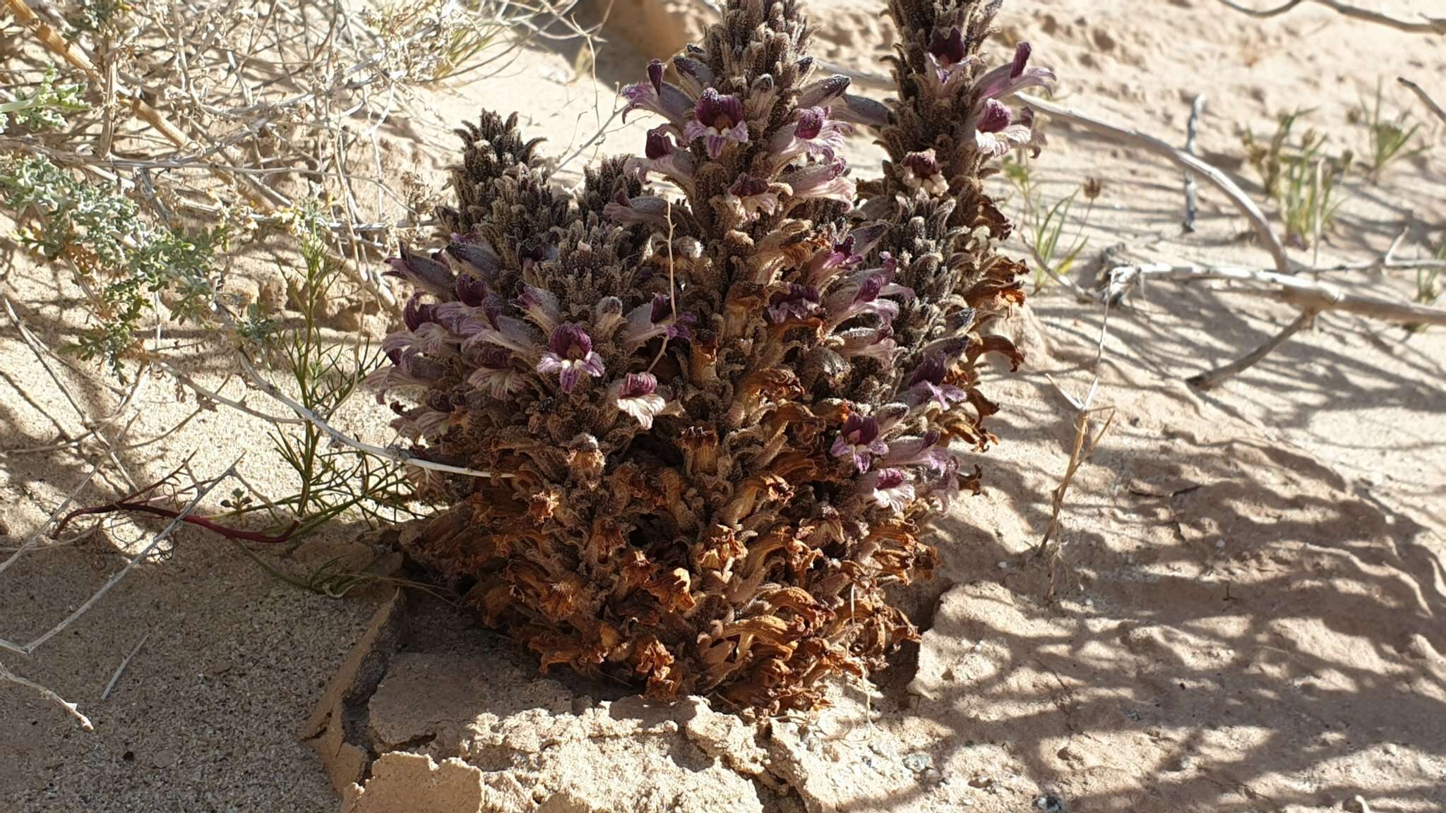 Image of desert broomrape