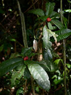 Ixora baileyana Bridson & L. G. Adams resmi