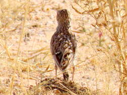 Imagem de Chersomanes albofasciata barlowi White & Cmn 1961