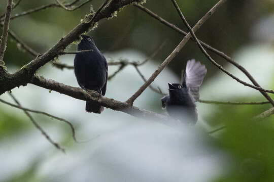 Plancia ëd Melaenornis ardesiacus Berlioz 1936