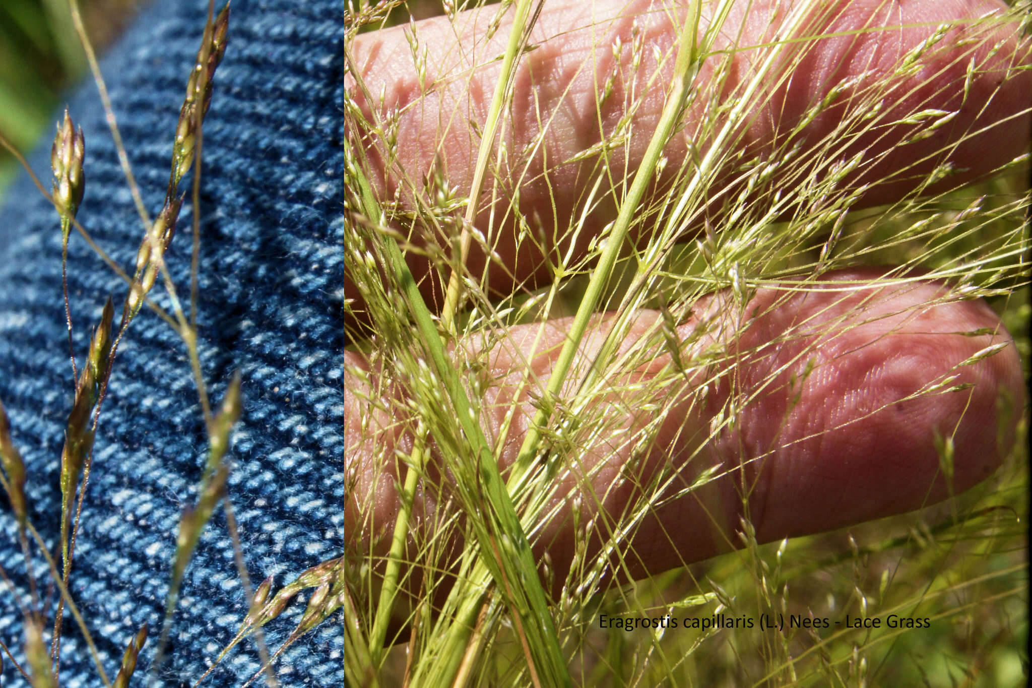 Image of lace grass