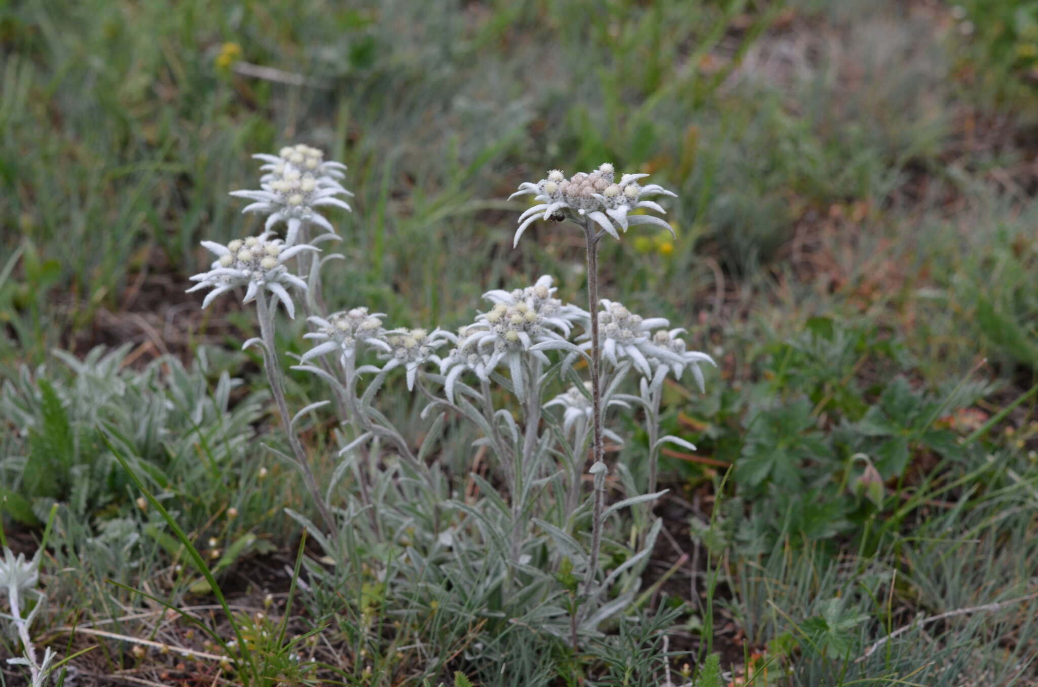 Image of Leontopodium campestre (Ledeb.) Hand.-Mazz.