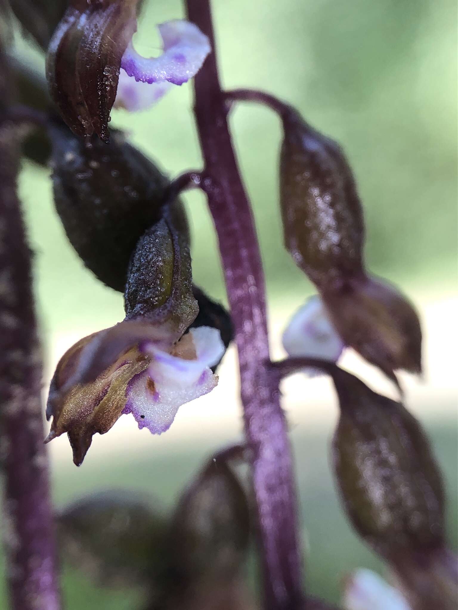 Image de Corallorhiza odontorhiza var. pringlei (Greenm.) Freudenst.