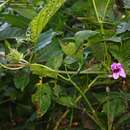 Plancia ëd Argyreia involucrata C. B. Cl.