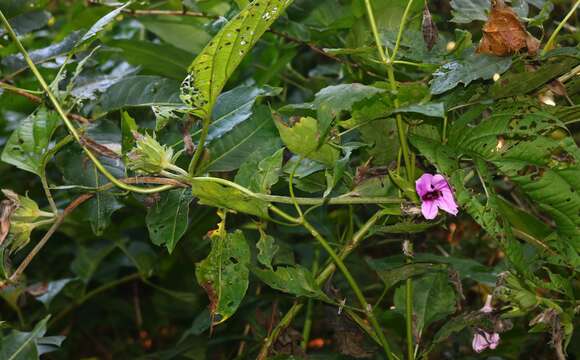 Argyreia involucrata C. B. Cl.的圖片