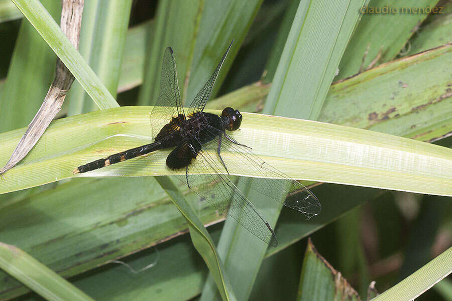 Image of Black Pondhawk