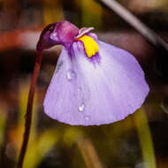 Image de Utricularia barkeri R. W. Jobson